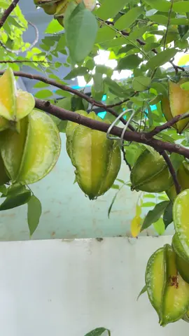 Cây khế ngọt trồng chậu mắn đẻ😁