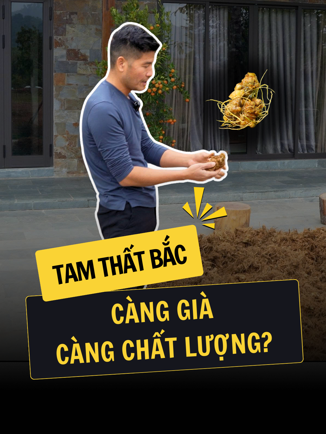 Tam thất càng già càng chất lượng - Dương Sâm #tamthatbac #duongsam