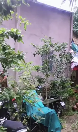 Cha hát Cha mắc cỡ núp trong đám cây