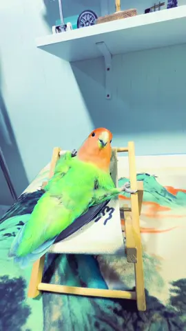 #parrotsoftiktok #parrots #鹦鹉表演 