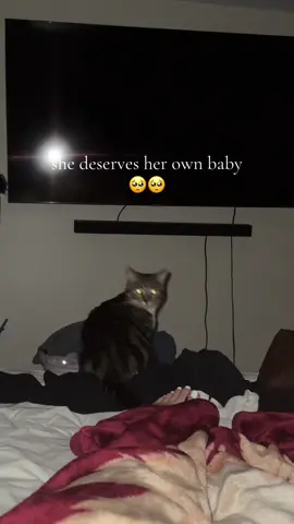 yall 10k likes and i’ll get her a baby 🥺 #fyp #cats #kiki #ellaalvarado
