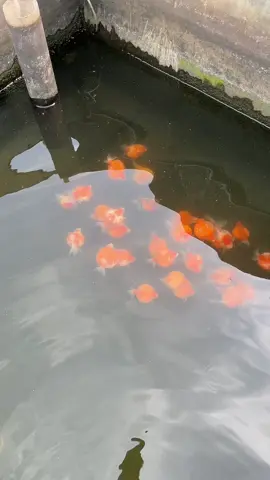 😭😭😭😭😭😭 . . . #fyp #finkoi #goldfish #lucu #ikanhias 