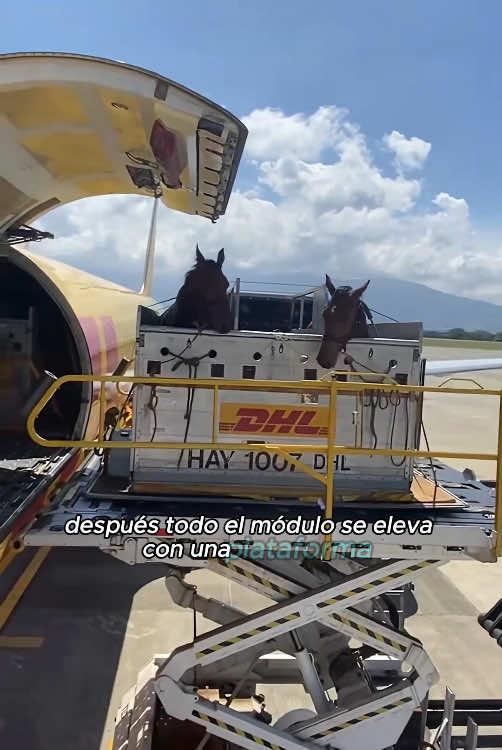 Cómo viajan los caballos en avión#DidYouKnow #knowledge #foru #usa 