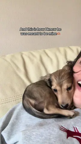 First 30 min home and snuggled right up in my chest😭❤️❤️❤️ truly the sweetest babies ever #miniaturedachshund #minidachshund #dachshund #dachshundsoftiktok #wienerdog 