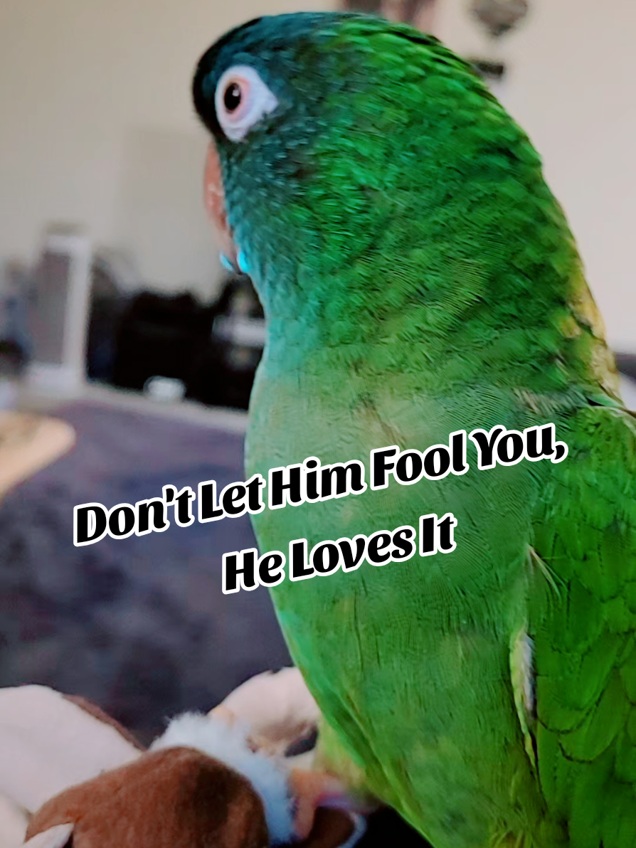 Don't Let Him Fool You, He Loves It #bird #parrotsoftiktok #birdsoftiktok #cutebirds #talkingbirds 
