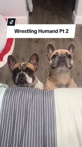 Part 2… They’re even more confused now… #dogs #frenchie #traumatized #comedy #relatable 
