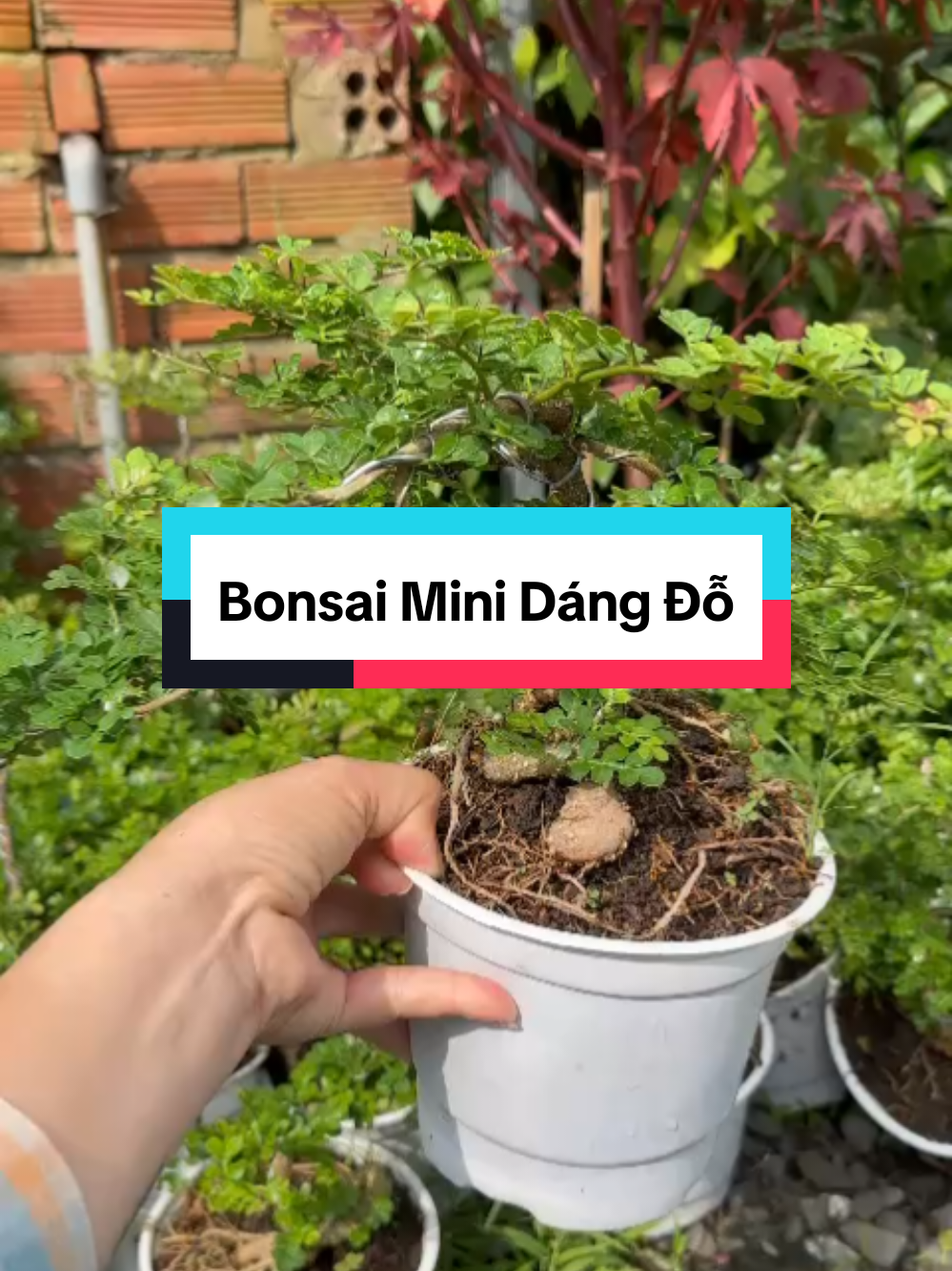 Cần thăng bonsai mini dáng đỗ #caycanhminhtuong61 #tiepthilienket #ilovetiktok #banghangtiktokshop #tapxaykenhtiktok 