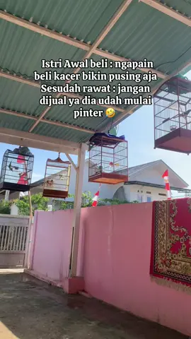 Ya gmna orng yg ngerawat istri enak aja suami mau jual2 aja 🙃#kicaumania #kicaumaniaindonesia #kacer #burungkacer 