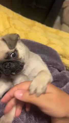 Pug puppy 🐶 #pugsoftiktok#puppy#pugslife#pug#puppytiktok 