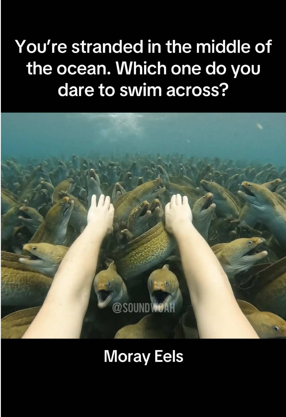 Choose One To Survive 🌊✨ #asmr #asmrsounds #aiasmr #asmrvideo 