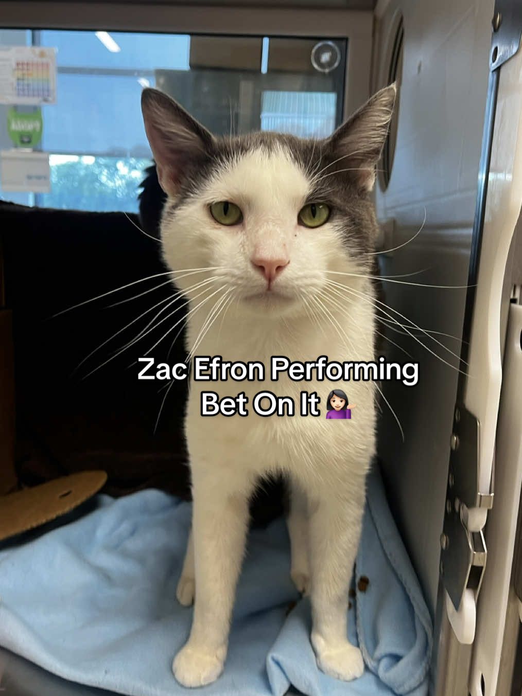 There’s a cat named Zac Efron Performing Bet On It calling your name. 🤩  #sheltercats #adopt #highschoolmusical  #catsoftiktok #zacefron 