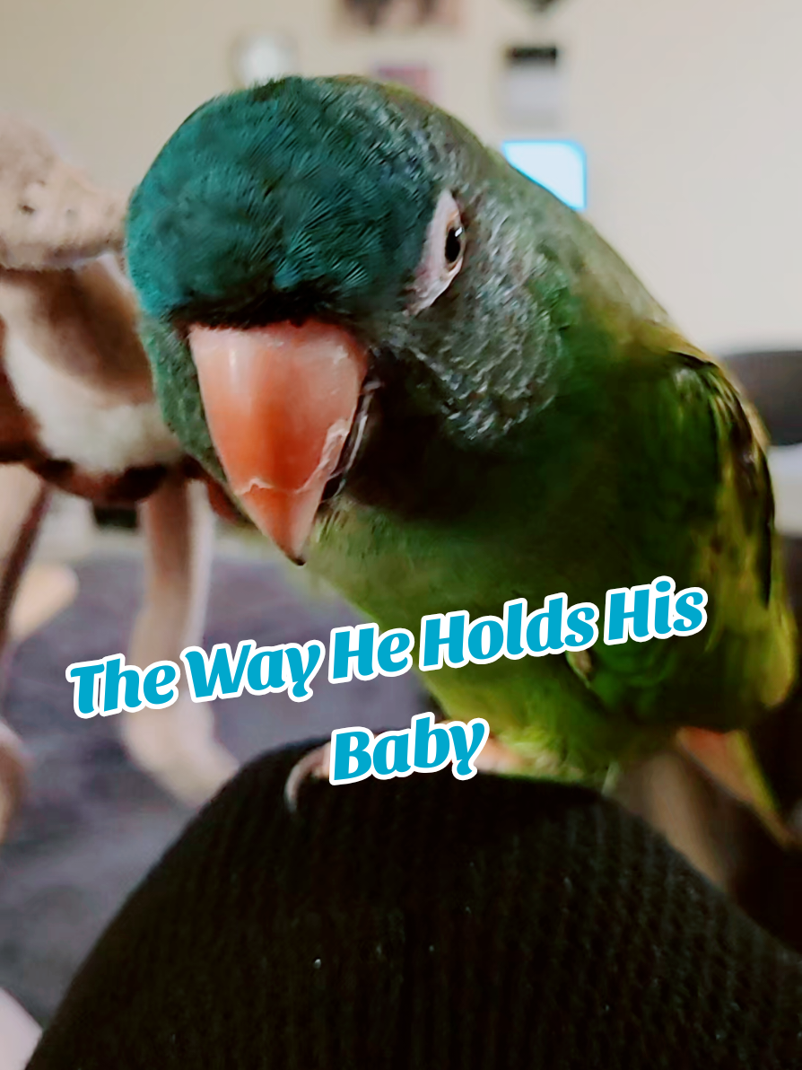 The Way He Holds His Baby #bird #talkingbirds #cutebirds #birdsoftiktok #parrotsoftiktok 