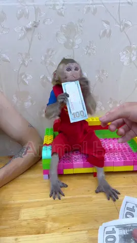 What is the value of money? NaNa the smart monkey🙉🙊💵😂#tiktokamerica #monkey #usa_tiktok #nana #fyp 