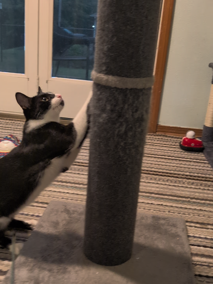 No more scratches on my furniture!  #catsoftiktok #catlovers #fyp #tiktokshopfinds #scratchpostforcats 