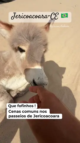 A cada dia uma nova história, uma nova experiência, e a certeza de que fiz o meu melhor ! Que Deus continue nos abençoando 🙏🏼🙏🏼🙏🏼 #jeri #parquenacional #haras #jegue 
