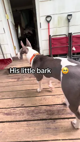 1st time get got up and thought he was protecting the house. 🥹 #staffypuppy #bark #barking #protection #learning 