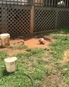 How happy is this piggy? 😍 #pig #pigs #pigsoftiktok #piglet #minipig Credit: 📷 Pig Love