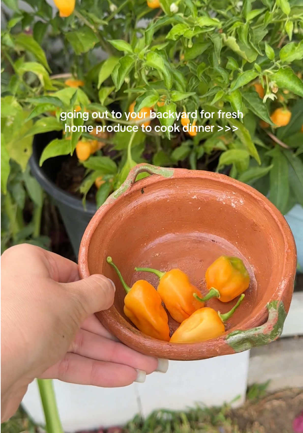 1st time cooking with habaneros 🥵 #homevegetablegarden #homeveggiegarden #backyardproduce 