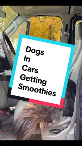 #dogslove #carrides #actual #complaint #Karen 