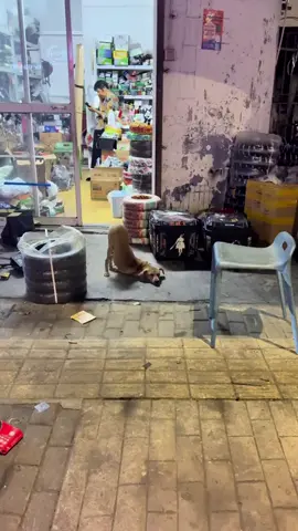 #dog 