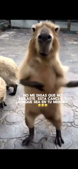 Asereje#Meme #MemeCut #asereje #bailar #alegre