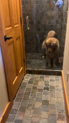#fyp #dogsoftiktok #goldens #dunkinthegolden #tailofthreegoldens a
