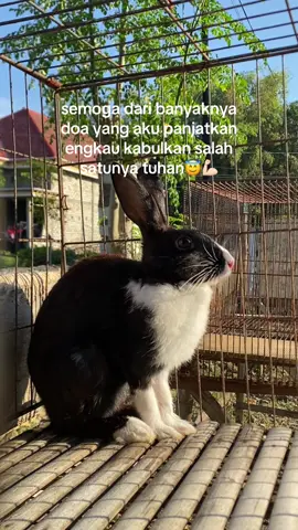 #rabbitrace#fyp#panglimasenjata #semangatbaru#jumatberkah 