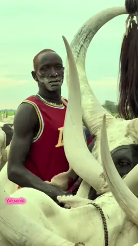 south Sudan Cattle Camp 🇸🇸#southsudantiktokers🇸🇸 #culture #cattlecamp 