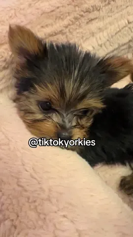 Brina, Sky and Josie 🎀🎀🎀#tiktokyorkies #foryourpage #yorkies #fyp #foryou 