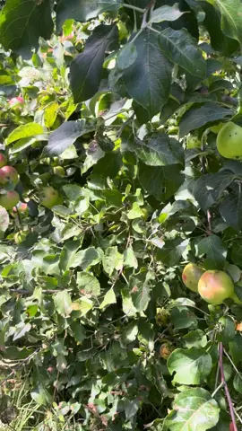 So apparently wild apples in the upper peninsula are ripe late August through October. I’ll keep monitoring! Anyone have a fave recipe to share for cider or applesauce? Can you freeze apples for things? #applepicking #foraging 
