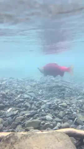Always an amazing time in #alaska checking out the #salmonrun 