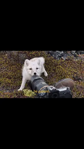 i luv foxes guyz @Javi #fox #foxes #edit #foxedit #fypシ゚viral 