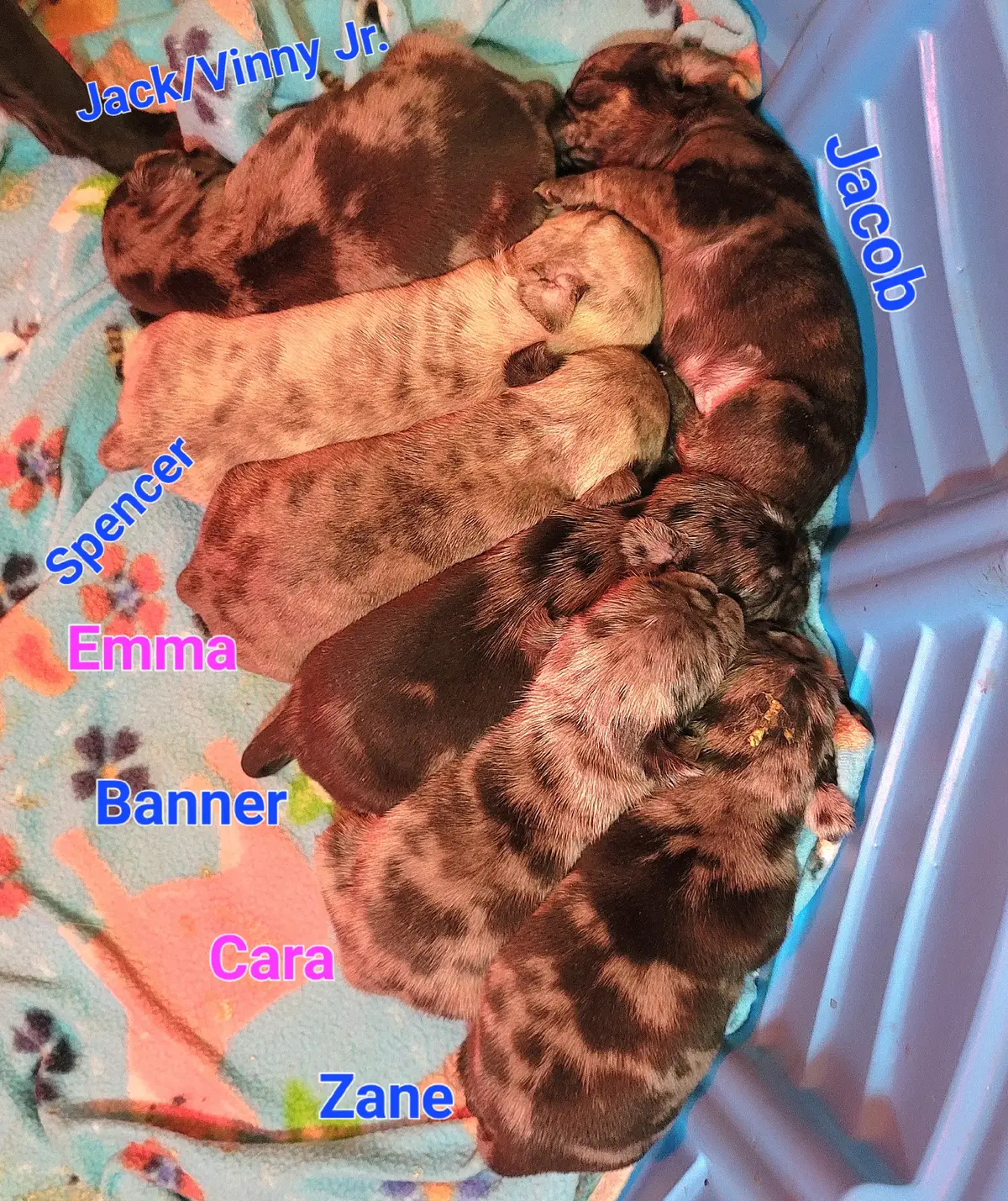 They are getting so big. I tried to get eye pics today but no one wanted to cooperate.  Zane, Banner, Jacob and Emma do not have homes yet. #pugpartyplusone #frug #frugs 