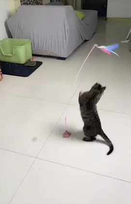Có cái cần câu chơi mái không biết chán luôn ý 😆 #dochoichomeo #thucung #viral  @Happy.Pets  @Happy.Pets  @Happy.Pets 