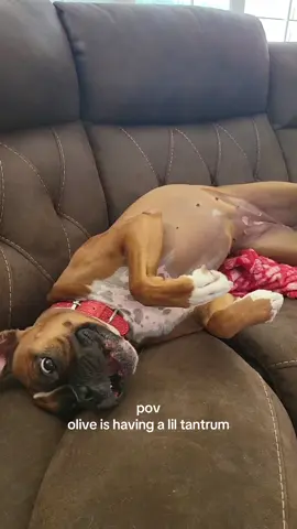 #dogsoftiktok #boxerdog #boxersoftiktok #fyp 