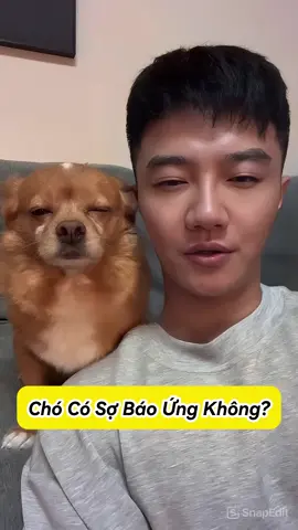 Chó có sợ báo ứng không??? #fyp #foryou #followme #xyzbca #greenscreen 