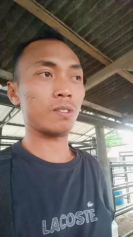 Bismillah semoga bisa punya #sarjanalembu #peternakmuda #peternaksapiindonesia #peternaksapimelenial #fypシ 