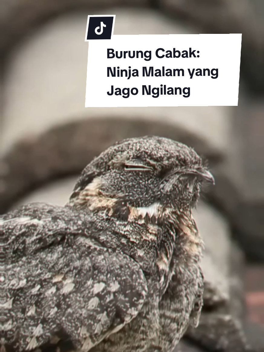 @anzdkkdei  Kenalin burung cabak alias nightjar . Si burung misterius yang jago banget kamuflase, aktifnya malem, dan mulutnya gede buat nangkep serangga. Fakta-fakta uniknya bikin ngakak, apalagi kalo dibandingin sama kelakuan manusia jaman sekarang .  ‎#BurungCabak #FaktaUnik #FaunaIndonesia #BurungMalam #Nightjar   