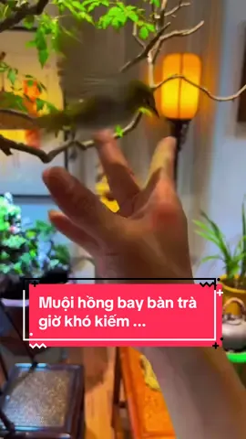 Muội hồng dáng bay phòng trà càng ngày càng khan hiếm rồi các bác #xuhuong #muoihongphongtra #muoihongsanvuon #caymuoihong #bonsaiphongtra 