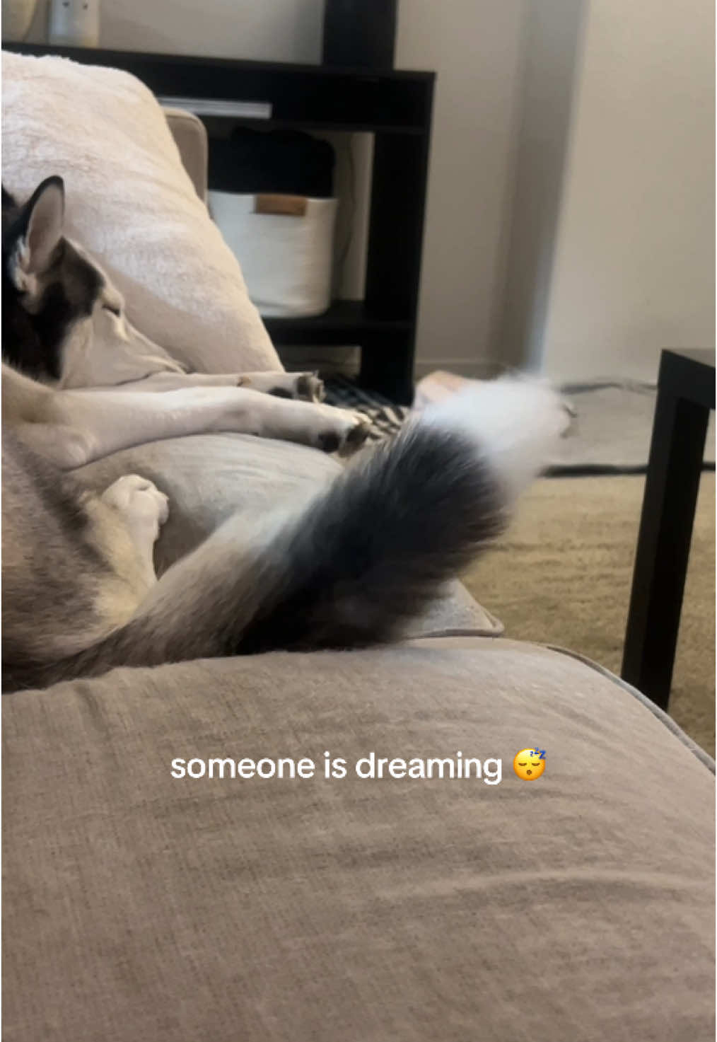 Dog dreams = tail wags #dogdreaming #tailwagging 