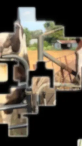 #CapCut #foryou #foryoupage #horsesoftiktok #chickens 