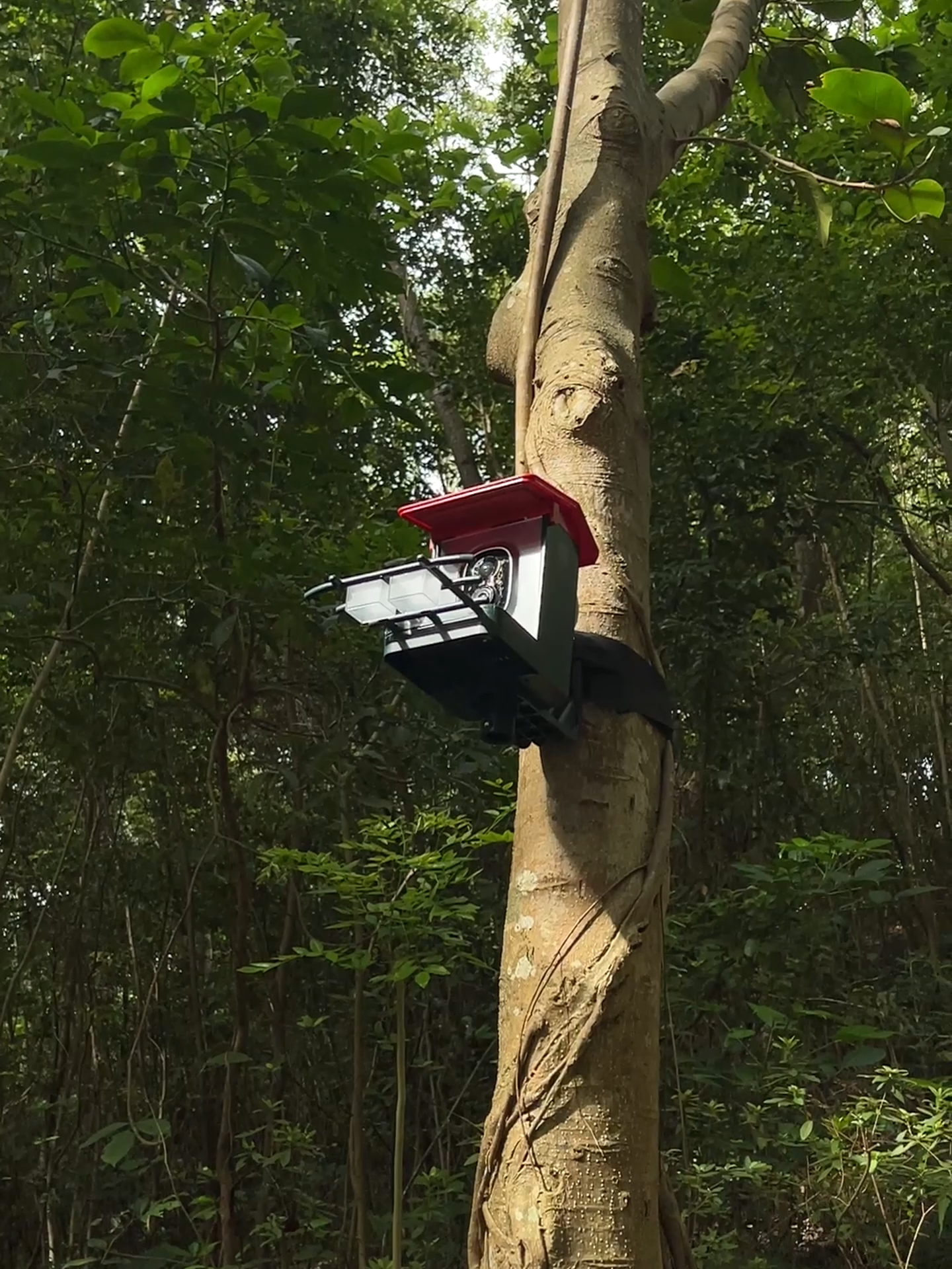 You can get it for the price of just one breakfast.#bird #birds #birdsoftiktok #birdfeeder #dealsfordays #birdwatching #heapets #birdfeedercamera #SmartBirdFeeder #BackyardBirding