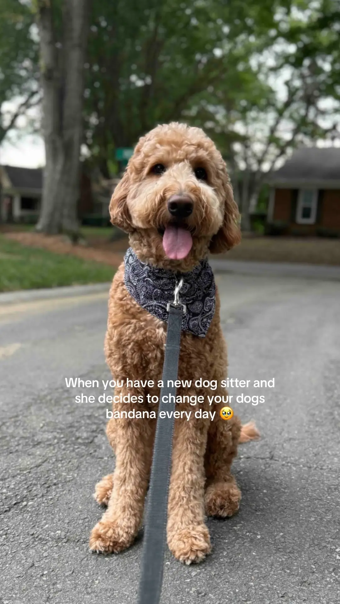 CUTIE #dog #goldendoodle #cutedog 