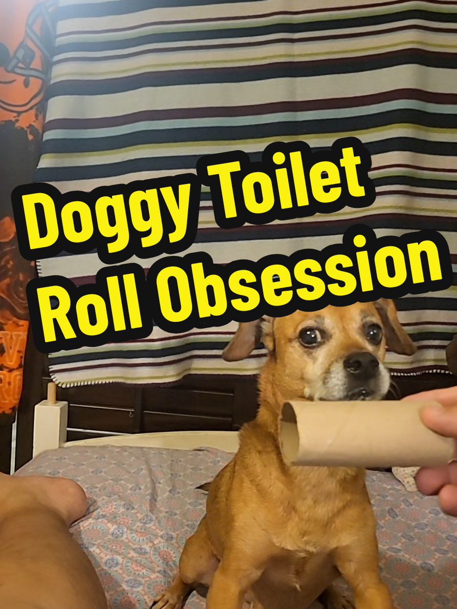 My Dog Is Obsessed With Toilet Rolls🤣#foryoupage #dogsoftiktok    #foryou #fyp #fypシ 