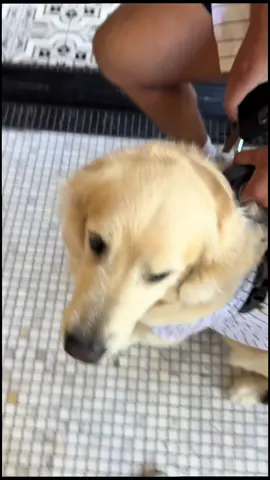 Name a better breed 🙂‍↕️ #sandiego #padres #dogsoftiktok #goldenretriever