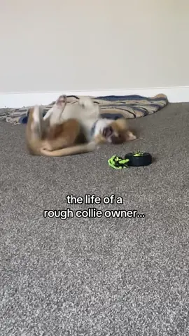 our sweet 12 wk old comanche :) (he is a piranha) #fypシ #militarywife #roughcollie 
