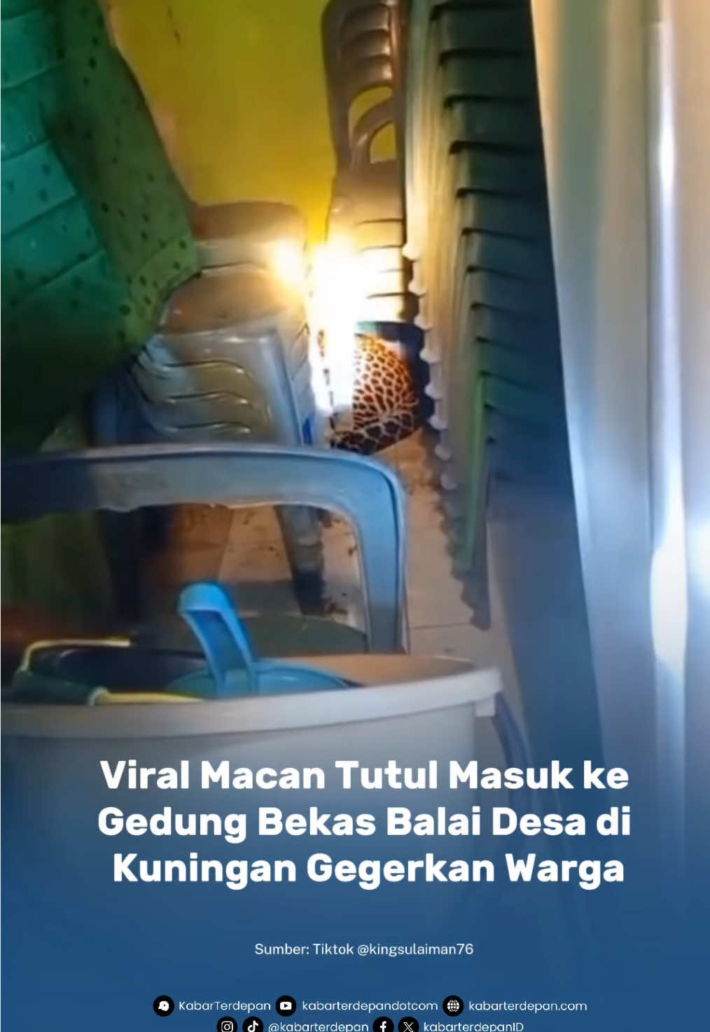 Viral di media sosial, Warga Desa Kutamandarakan, Kecamatan Maleber, Kabupaten Kuningan, digegerkan dengan kemunculan seekor macan tutul yang masuk ke gedung bekas Balai Desa, Selasa (26/8/2025). Dalam video yang beredar, terlihat macan tutul tersebut berhasil dievakuasi oleh warga bersama tim gabungan dari BPBD, Kepolisian, dan TNI, dengan bantuan alat khusus dari BKSDA Jawa Barat dengan cara dibius. Berdasarkan informasi, macan tutul pertama kali ditemukan oleh seorang pekerja bangunan yang tengah mengambil perkakas di gedung bekas Balai Desa. Melihat keberadaan satwa buas itu, sang pekerja panik dan macan tutul lantas masuk lebih dalam ke ruangan dan bersembunyi di bawah tumpukan kursi sebelum akhirnya dievakuasi. Bupati Kuningan, Dian Rachmat Yanuar, menyampaikan bahwa macan tutul jantan berusia sekitar 3 tahun itu akan dibawa ke lembaga konservasi mitra BKSDA di Bandung untuk dipulihkan kesehatannya sebelum dilepasliarkan kembali. Dian menambahkan, dalam beberapa pekan terakhir, warga Kuningan sempat diresahkan dengan kematian ternak domba di Kecamatan Hantara yang diduga diserang macan tutul. Ia menekankan pentingnya menjaga kelestarian hutan agar rantai makanan satwa tidak terganggu. Pemkab Kuningan juga berencana menggelar focus group discussion (FGD) bersama pemerhati lingkungan untuk merumuskan langkah strategis ke depan. Sementara itu, BKSDA Jawa Barat menduga macan tutul tersebut berasal dari kawasan Bukit Barisan dan tersesat hingga ke pemukiman warga karena kesulitan mencari makanan. Baca berita selengkapnya di website kabarterdepan.com ___________________________________________________________________________ https://kabarterdepan.com/viral-macan-tutul-masuk-ke-gedung-bekas-balai-desa-di-kuningan-gegerkan-warga/  #MacanTutul #HewanLepas #BeritaKuningan #Beritaviral #Fyp