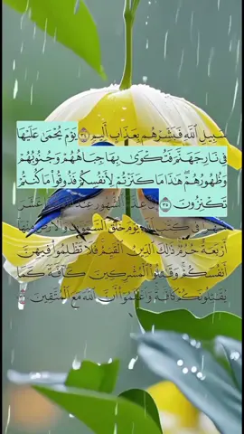 P389: Suratul AT-ATWBAH 35-36 SH Abdulrashid Ali SUFI#suratulattawbah #quranvideo #somalilandtiktok💚🤍❤ #learnquran #quran 