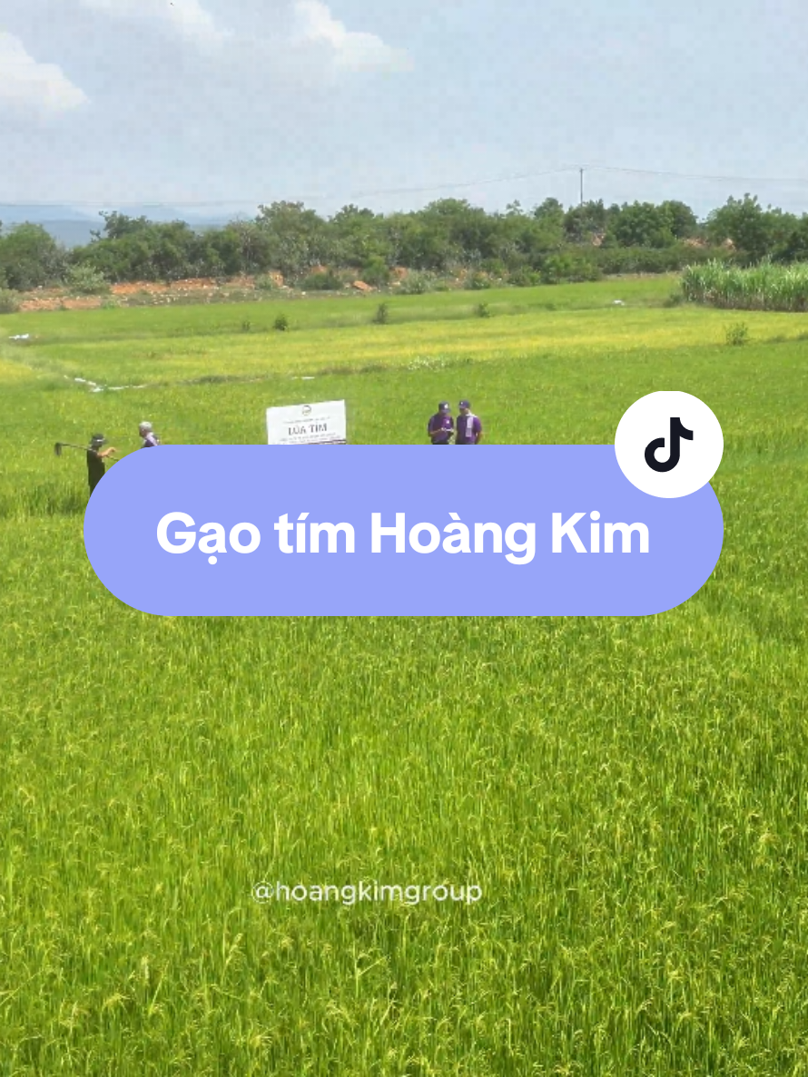 Thật sự bất ngờ về những đặc tính quý của loại gạo này! #gaotimthan #hoangkim #xuhuong #viral #suckhoe 