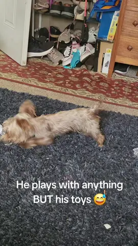 He plays with anything BUT his toys! 😅♥️ #Yorkie #toys #puppy #silly #LIVEIncentiveProgram 